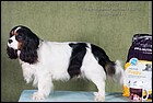HEAVEN FORBIT DU CHATEAU NOBLESSE  exc2 ЮCC (2).jpg